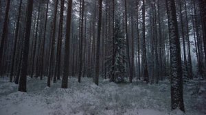 Зимний лес. Вологодская область. Природа России. Новичок на охоте.