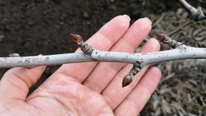 ГРУША ее плодовые почки.