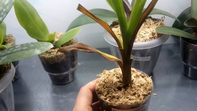 Состояние растений из последней посылки. Прошло две недели. смотреть онлайн