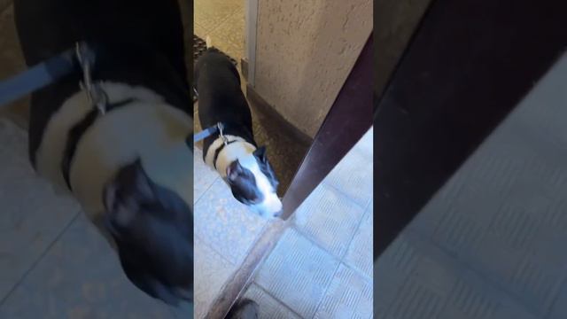 Бросили щенка 10 месяцев Амстафф. 1650 км дороги. Андрей Басынин. смотреть онлайн