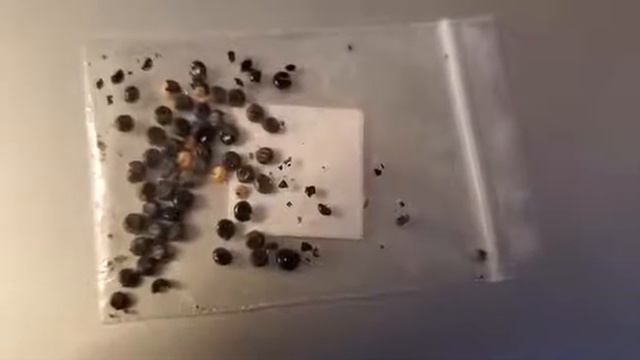 Bleeding heart seeds🌱 #Growing #Bleeding #Heart #seeds смотреть онлайн