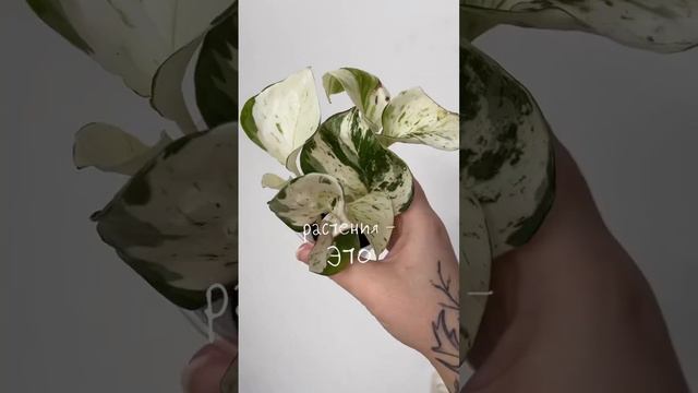 И интересно 🌱 Велком!) #комнатныерастения #растения #растениядома