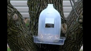 Как правильно ловить американскую белку