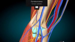 Точка против астмы 尺泽 ChiZe LU5, как ставить иглу