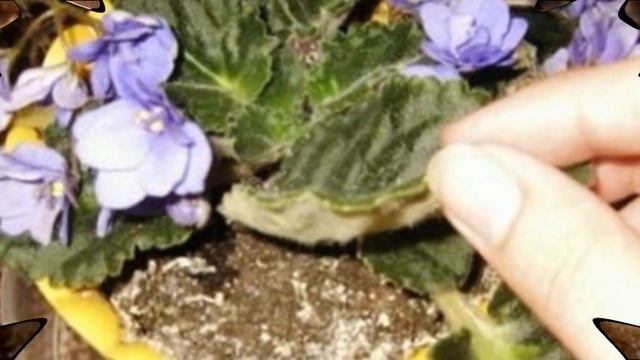 Комнатные растения - небольшие полезные советы смотреть онлайн