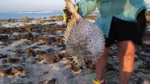 Рыба фугу - чем опасна?