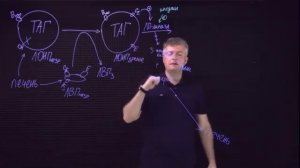 Биохимия: Транспорт эндогенных триацилглицеролов