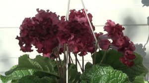 Стрептокарпус DS-Вечность