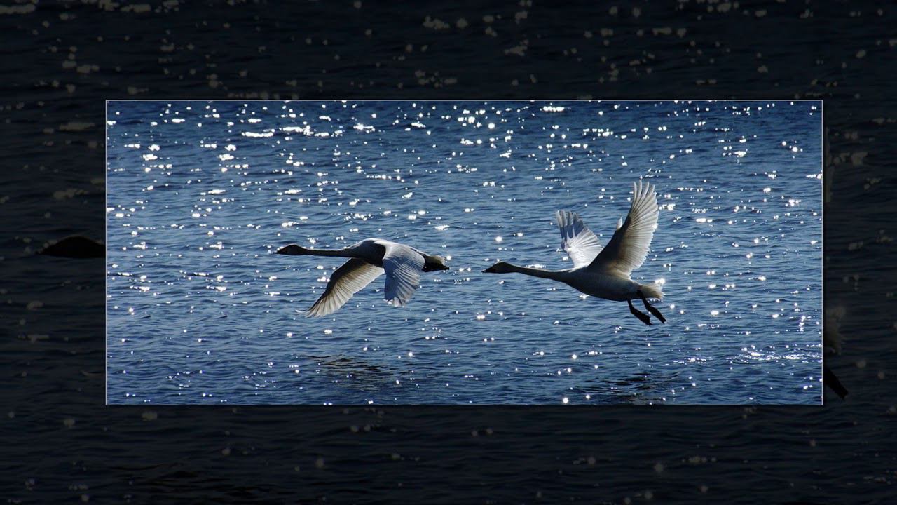 ВАЛЕРИЙ ЯРУШИН - ГУСИ ЛЕБЕДИ (муз.В.Ярушина - сл. В.Сабирова)