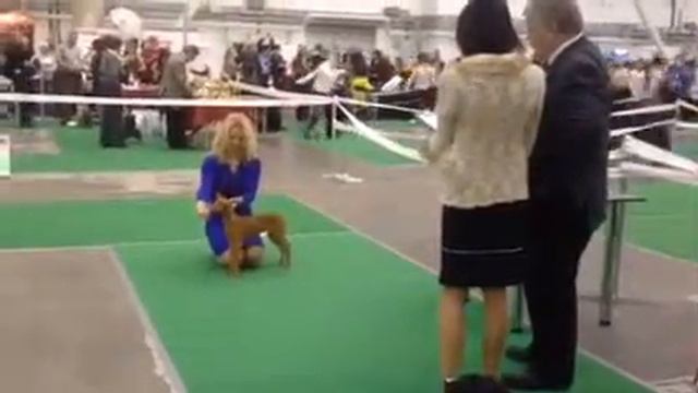 Cirneco puppy - 1st dog show смотреть онлайн
