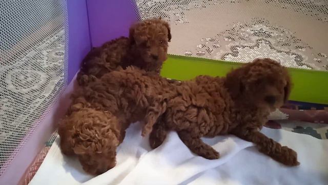 той пудель смотреть онлайн