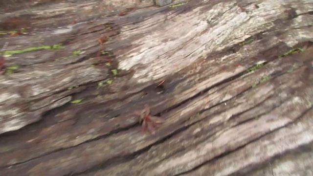 Arbutus trees growing in Driftwood on the beach смотреть онлайн