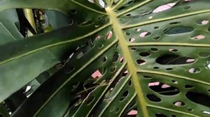 monstera deliciosa,THE BIG OF MONSTERA