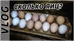 Farm Vlog_ Сколько яиц сегодня_