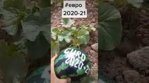 Евро 2020-21 в нашем саду