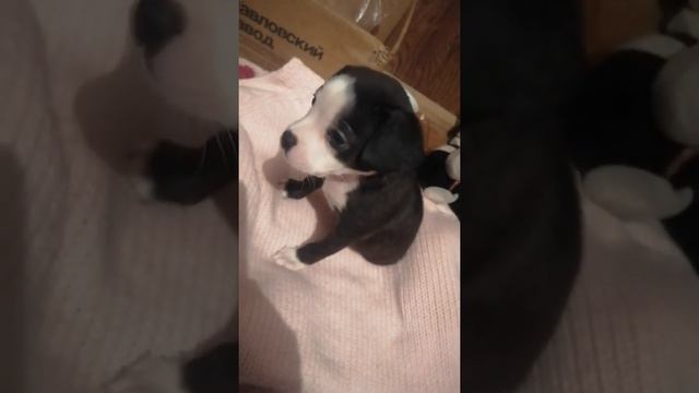 Подарили щенка, будем ездить на рыбалку вместе смотреть онлайн