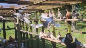 #голуби 74 года он держит этих голубей !#иммиграция #сша