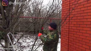 Шоковая обрезка запущенных колоновидных яблонь