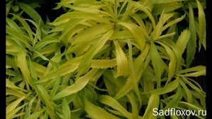 Золотарники, насколько они опасны