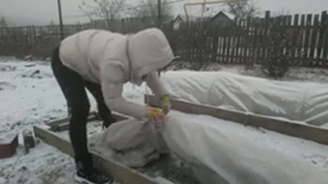 Подготовка винограда к зиме на Урале.  2 часть.  Укрытие винограда.
