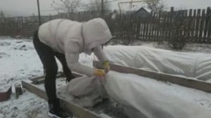 Подготовка винограда к зиме на Урале.  2 часть.  Укрытие винограда.