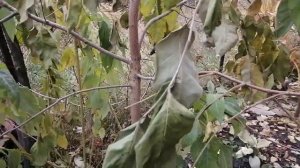 Хурма виргинская.Растет в Воронеже.