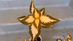 Колеусы Блюме.