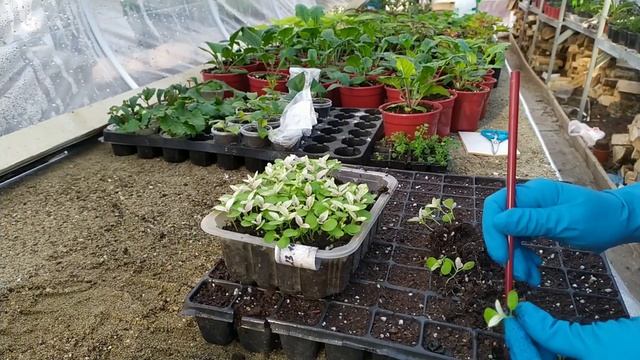 Гипоэстес. Где купить семена? Пикировка, условия содержания. смотреть онлайн