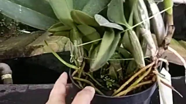 Cattleya Sea Breeze 'Blue Ribbon' HCC/AOS смотреть онлайн