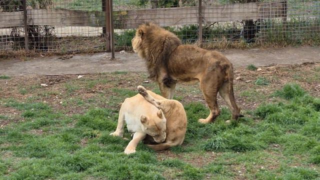 Казанова стал главой собственного прайда! Тайган Life of Lions in Crimea смотреть онлайн