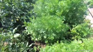 #vlog#опрыскиваю огурцы и помидоры,кориандр или кинза.