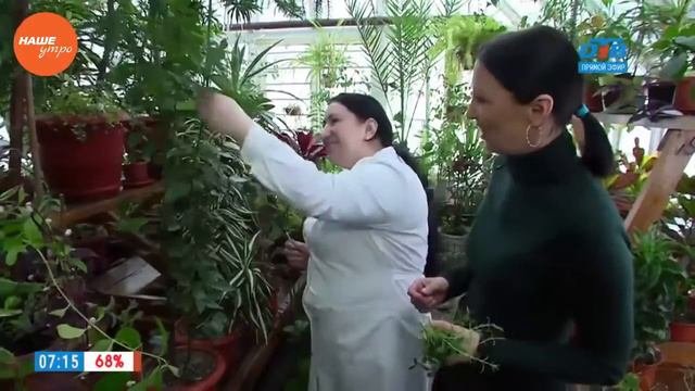 Садовые истории — обрезка комнатных растений