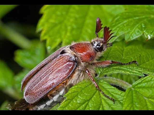 Ужас на крылья][ ночи!. смотреть онлайн