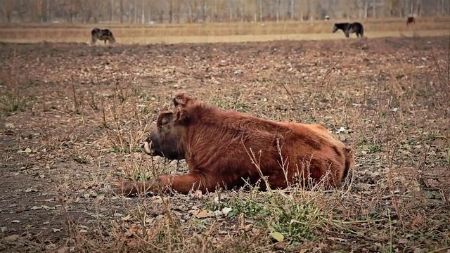 Бедность и окружающая среда: эффективное партнерство в Кыргызстане смотреть онлайн