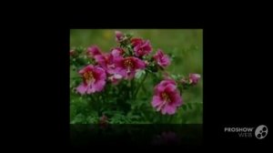 Schizanthus - garden plants