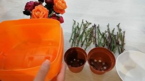 Черенкование роз! ? Легкий способ осеннего черенкования! ? ? ?