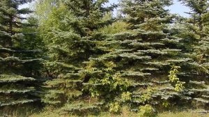 Кировская больница имени Бехтерева 0251