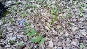 Собираем папоротник .