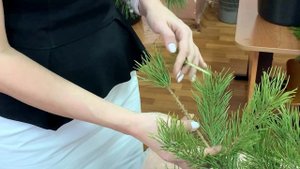 Хвойные.Камбий на камбий СО