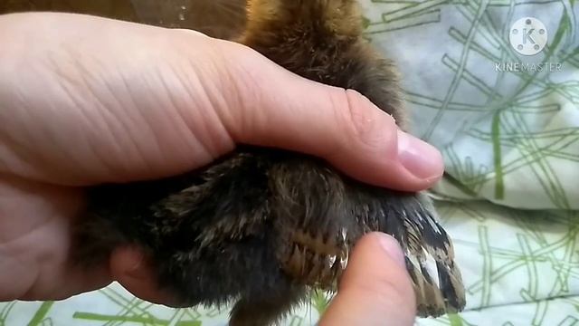 Как определить пол цыплят?