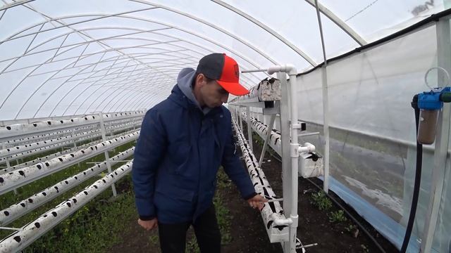 Теплица и стеллажи для гидропоники. Подробный обзор теплицы для выращивания клубники
