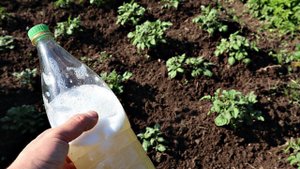 Сделайте так с картофелем в июне и собирайте по мешку с куста! Уход за картофелем в июне!