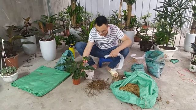 Cách trồng và chăm sóc cây HỒNG MÔN xanh tốt смотреть онлайн