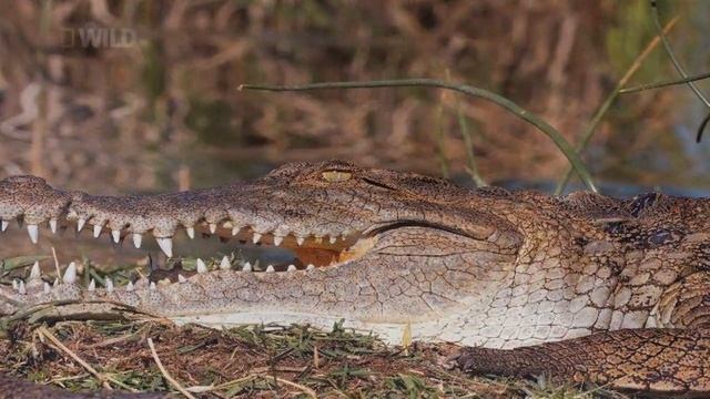 Как охотится крокодил? смотреть онлайн