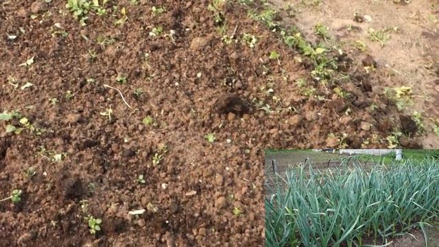 ЧЕМ УКРЫТЬ ЛУК НА ЗИМУ смотреть онлайн