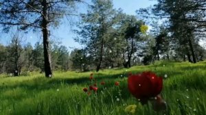 Яблоневый цвет. Красивая песня.