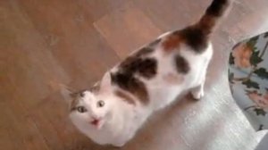 кошка поет!!!!!))