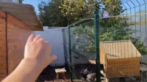 Как спасти кур от коршуна, сокола, ястреба