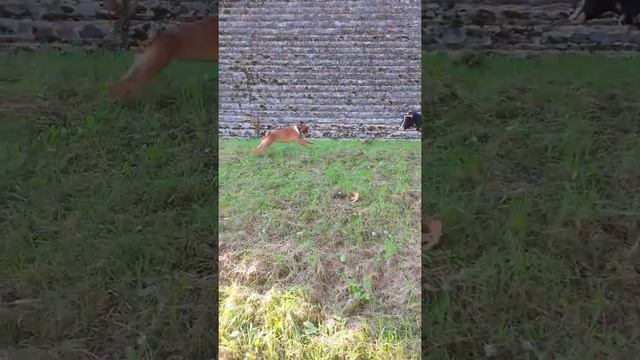 ERICK RANCH: La nostra capretta pazza смотреть онлайн