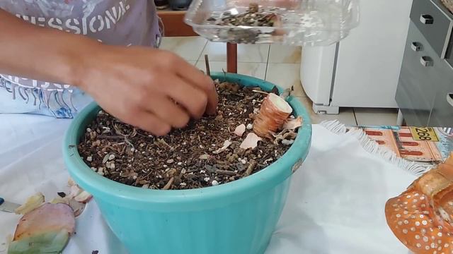 Sua suculenta está secando muitas folhas? Aprenda diferenciar o que é normal e o que é um problema. смотреть онлайн